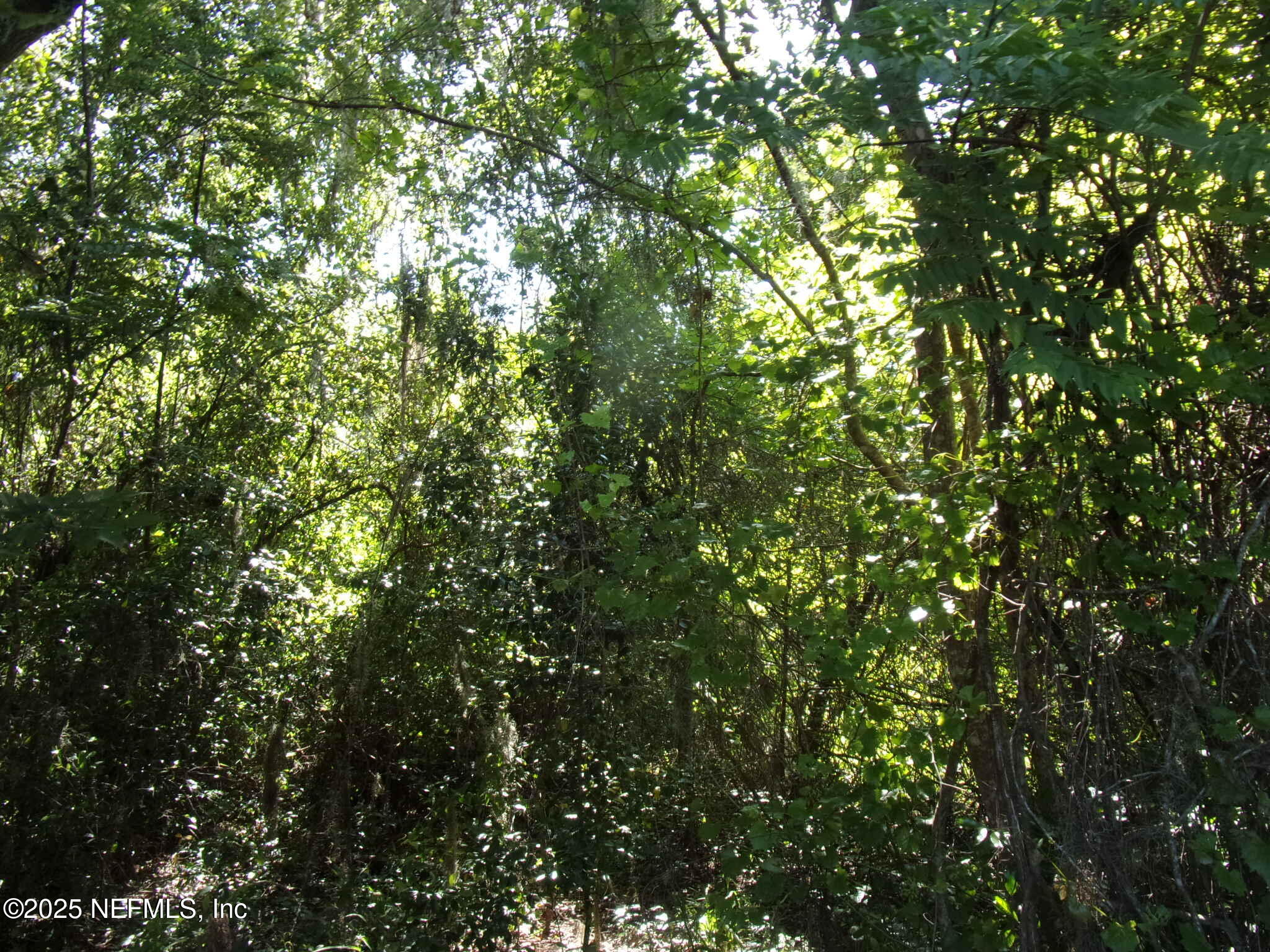 0 Edgemoor Trail Palatka, FL 32177 - Photo 8 of 11 a view of a tree