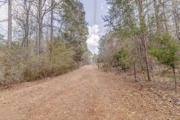 a view of a forest with trees in the background