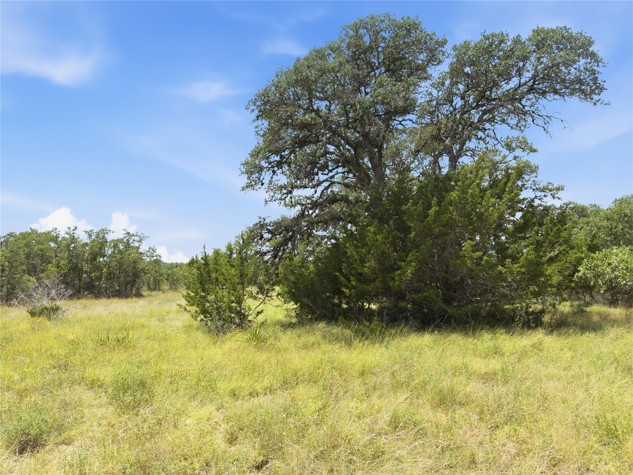 963 Summit Ridge Trail Johnson City, TX 78636 - Photo 17 of 30 Native grasses and mature trees define this spacious, undeveloped land parcel.