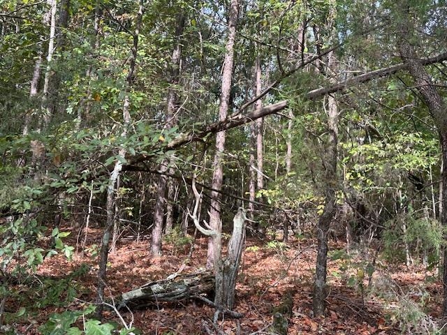 0 Glendale Road Morris Chapel, TN 38361 - Photo 13 of 21 a picture of tree