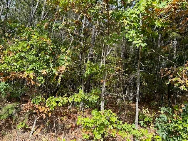 a view of a tree with a plant
