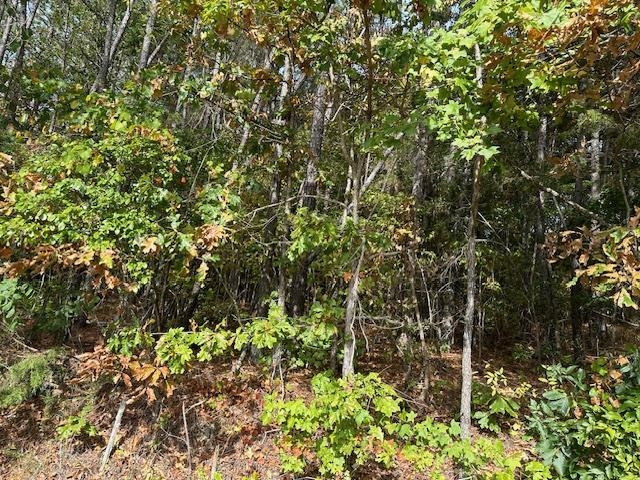 0 Glendale Road Morris Chapel, TN 38361 - Photo 14 of 21 a view of a tree with a plant