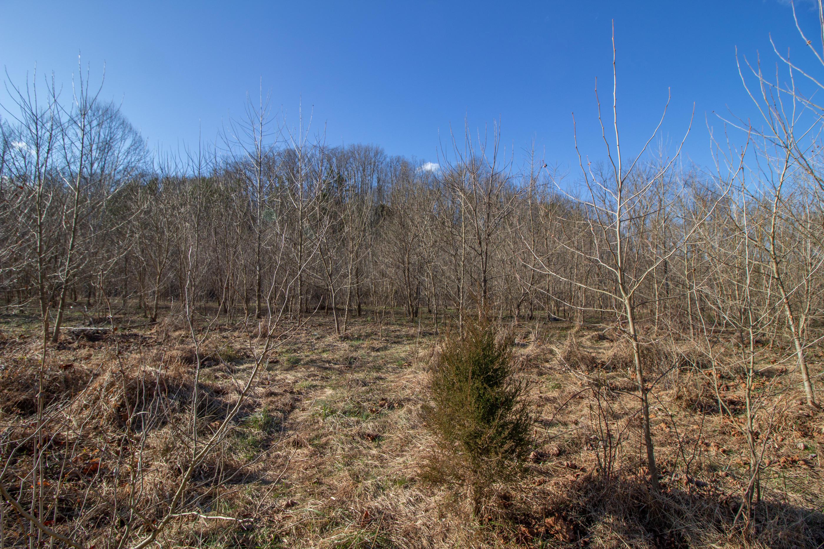 0 State Road McDermott, OH 45652 - Photo 8 of 13 Gallery Image 8
