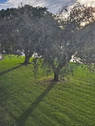 a view of a tennis ground and large trees