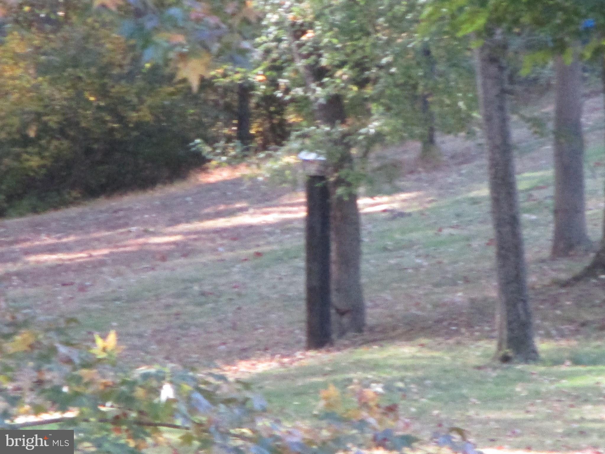 Beautiful View Lot Oldfield Point Road Elkton, MD 21921 - Photo 34 of 44 a view of a yard with a tree