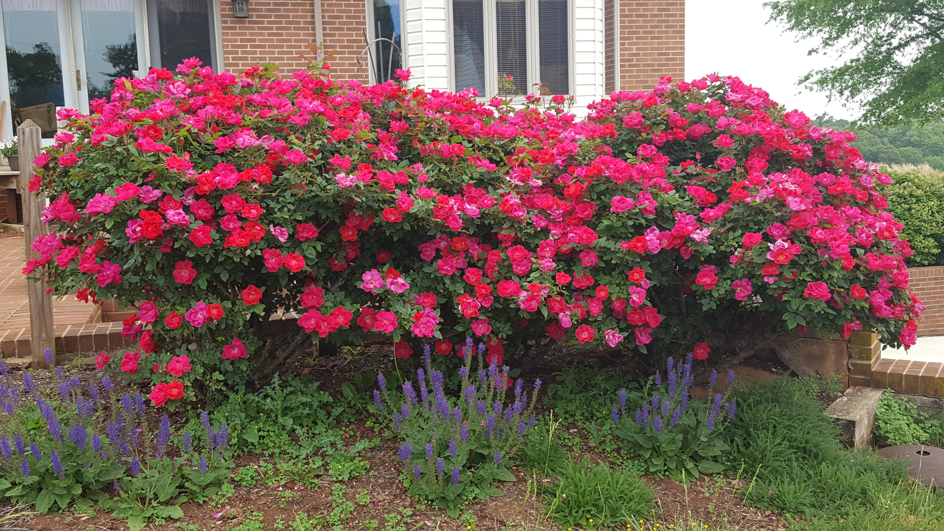 2335 Alean Road Wirtz, VA 24184 - Photo 89 of 101 Landscaping