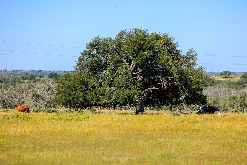 783 North Ranch Road 783 Harper, TX 78631 - Photo 10 of 30 Gallery Image 10