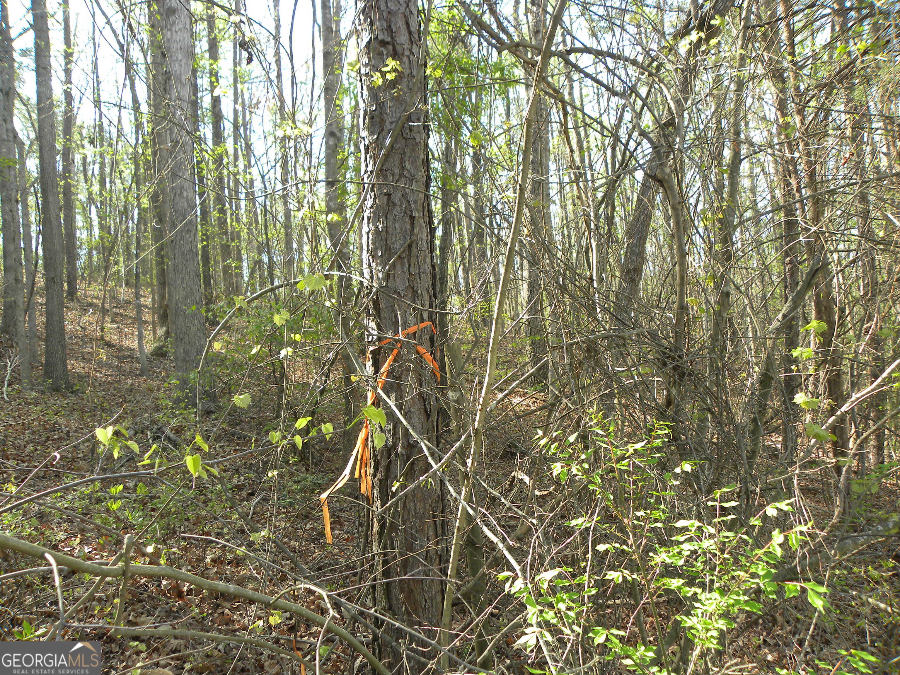 1323 Seven Forks Road Martin, GA 30557 - Photo 9 of 33