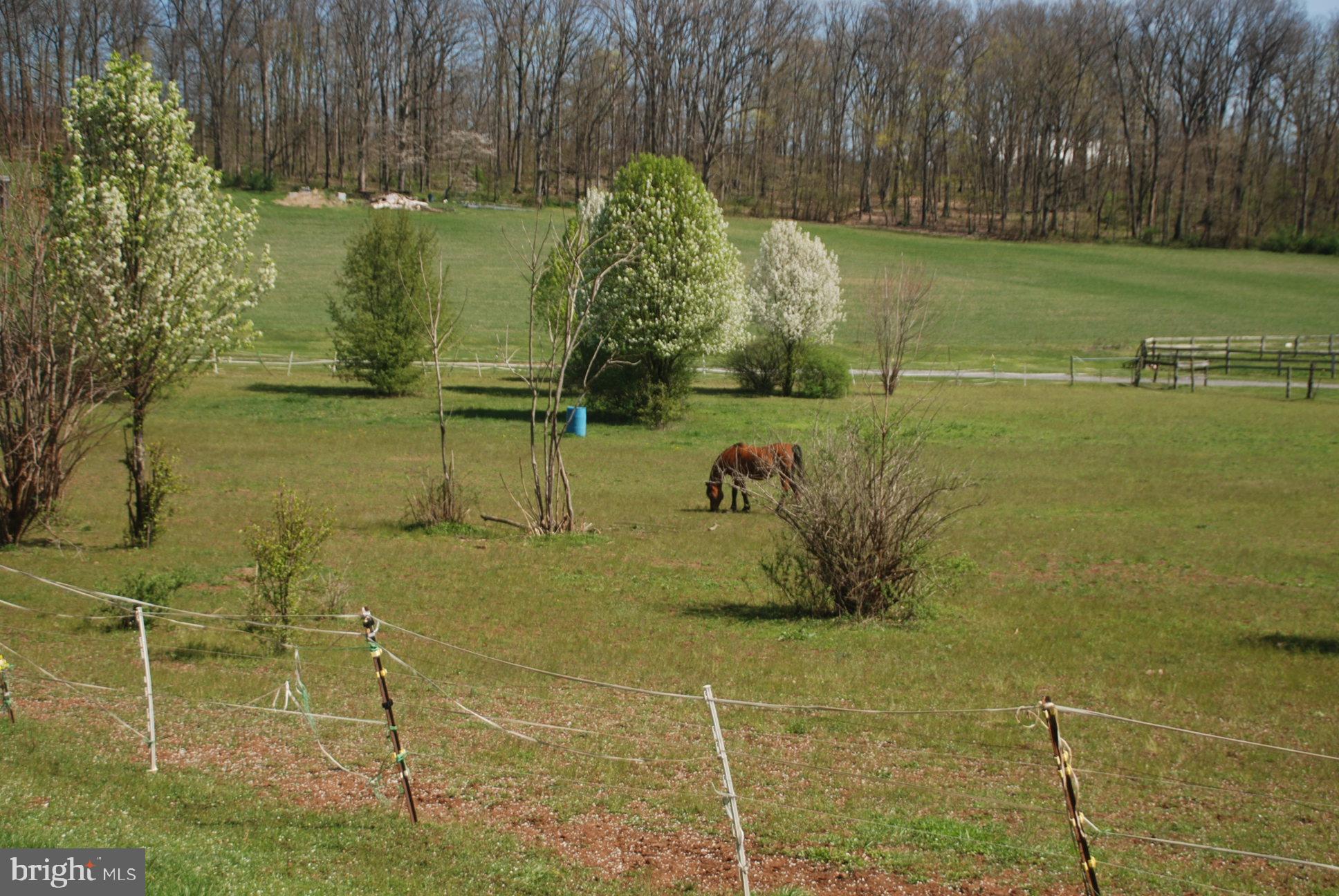 Beautiful horse pastures