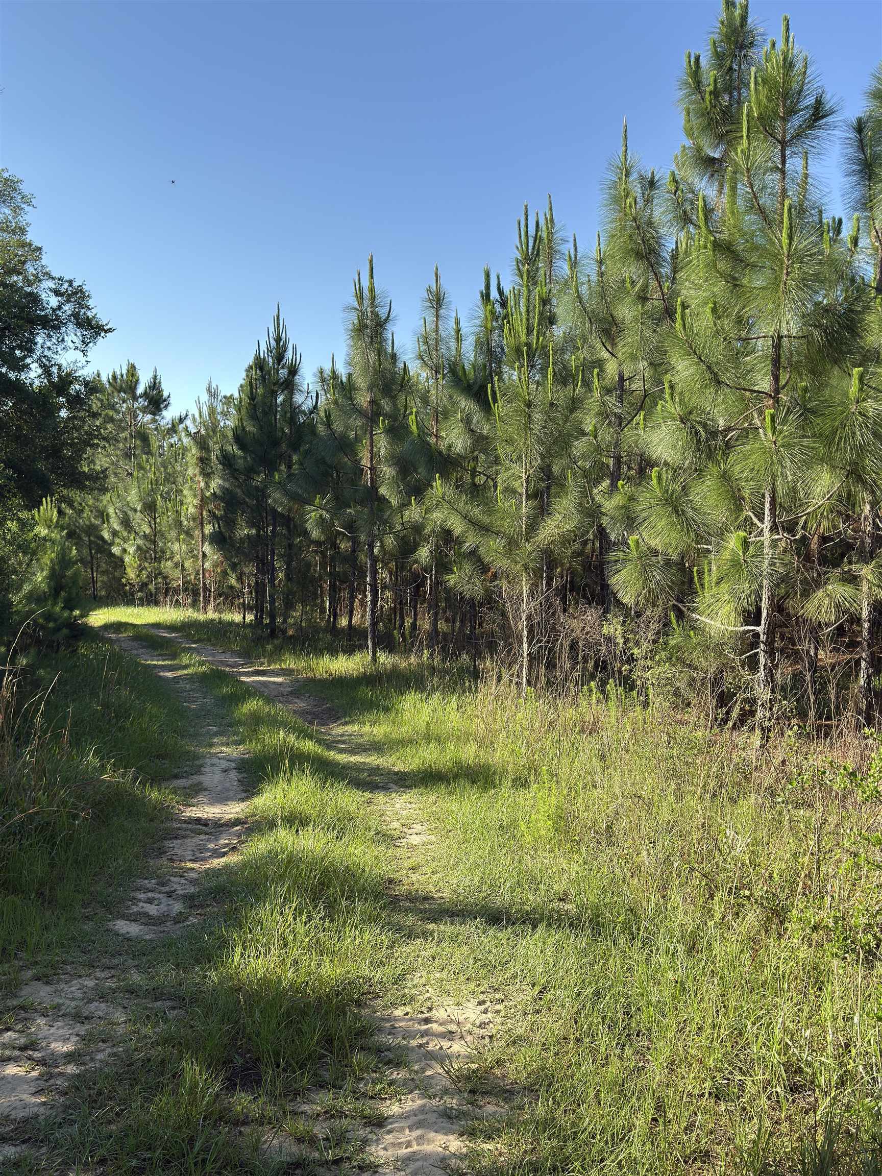 87 County Road 87 Elberta, AL 36530 - Photo 50 of 66