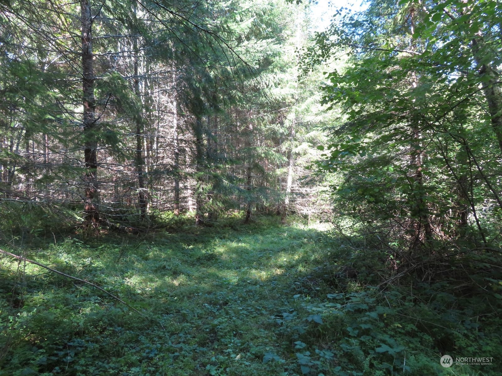 -xxx Bennett Road Randle, WA 98377 - Photo 15 of 34 Gallery Image 15