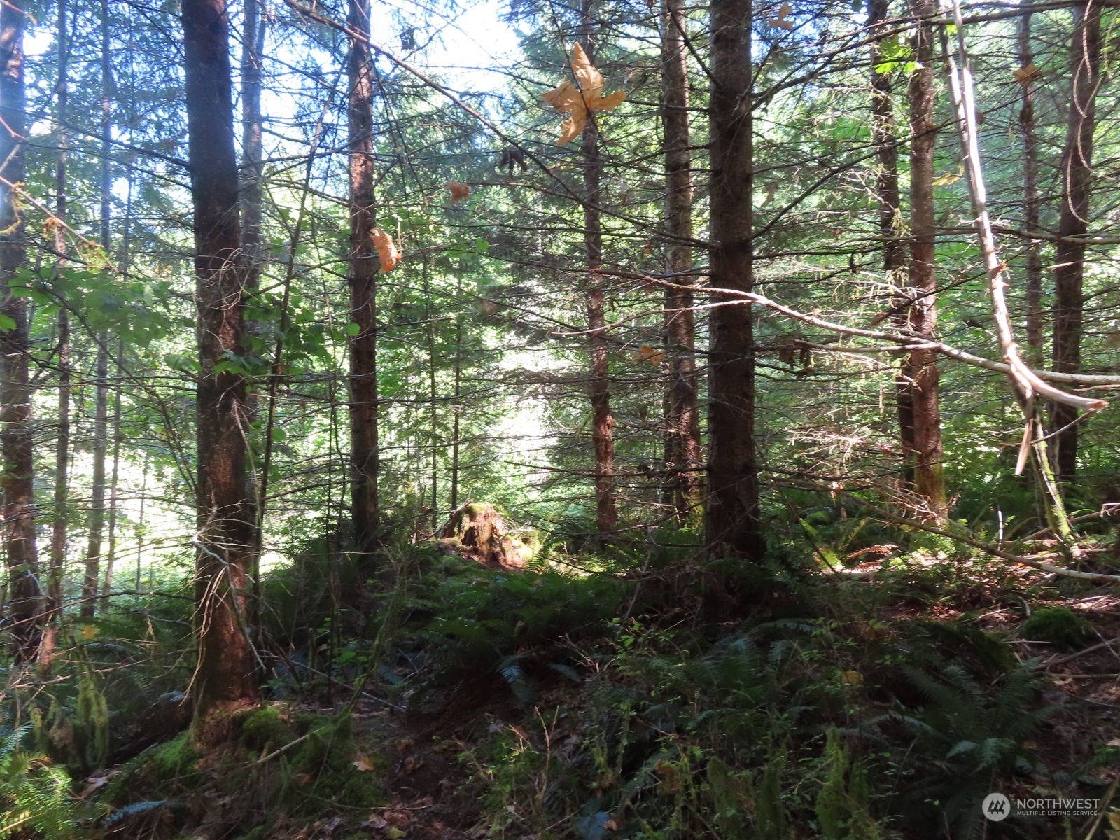 -xxx Bennett Road Randle, WA 98377 - Photo 2 of 34 Gallery Image 2