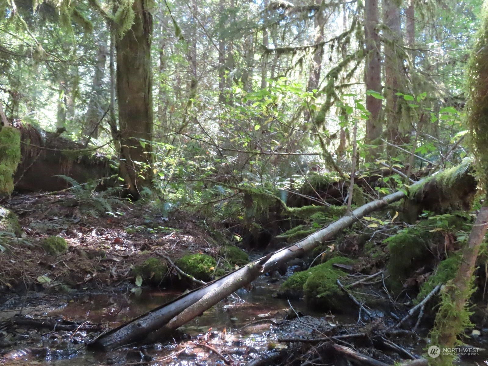 -xxx Bennett Road Randle, WA 98377 - Photo 24 of 34 Gallery Image 24