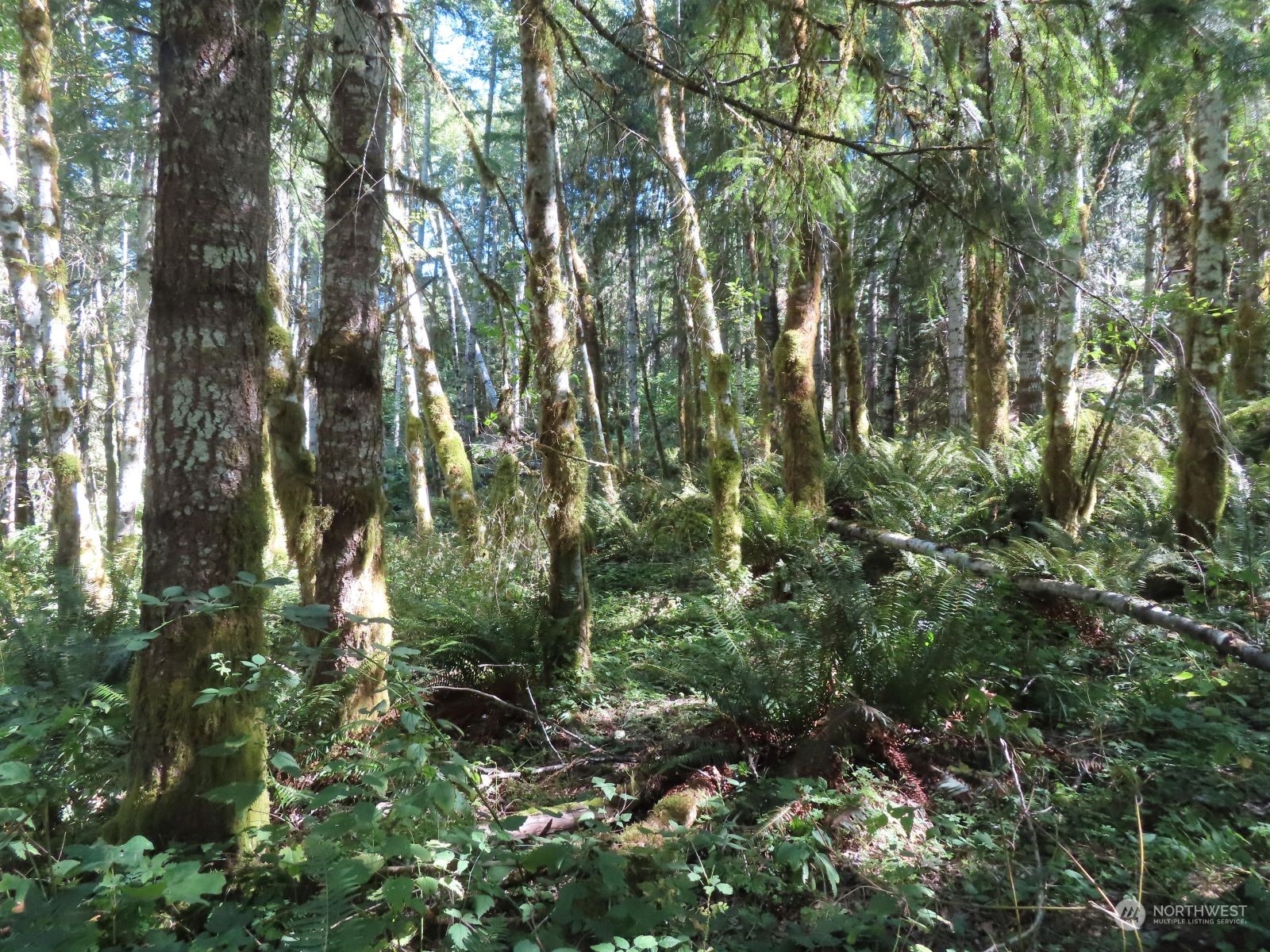 -xxx Bennett Road Randle, WA 98377 - Photo 25 of 34 Gallery Image 25