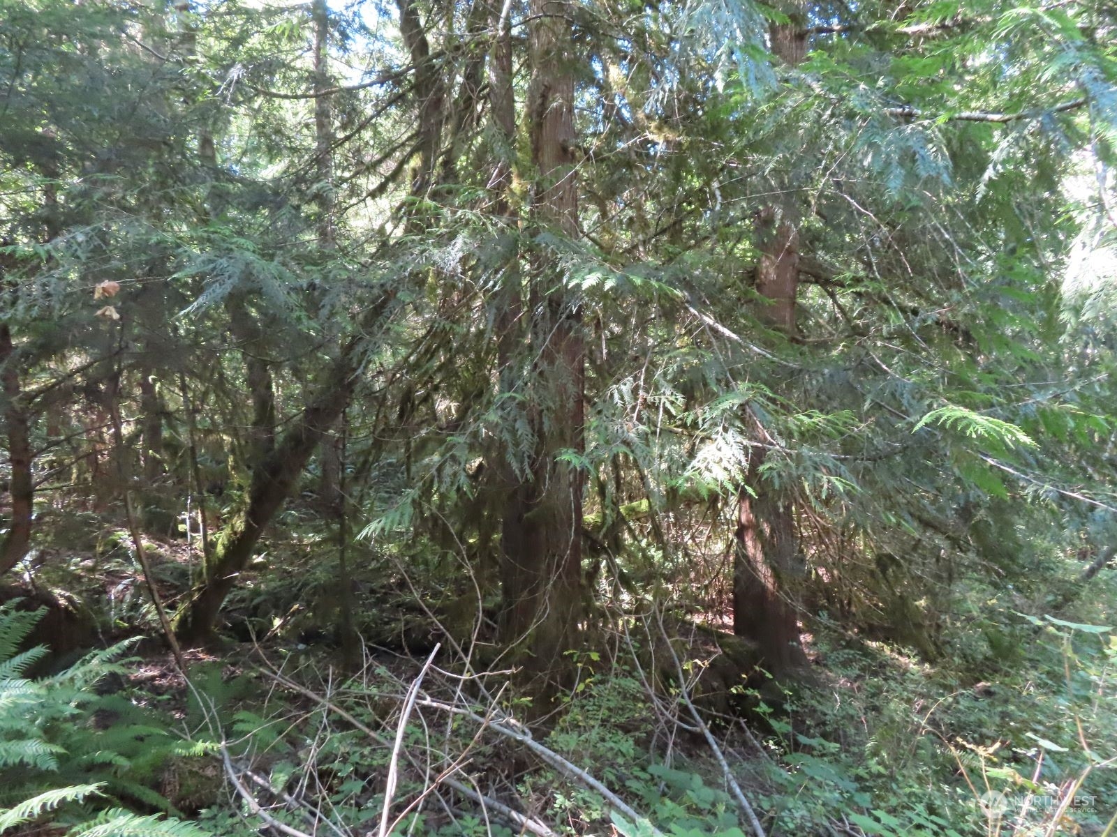 -xxx Bennett Road Randle, WA 98377 - Photo 26 of 34 Gallery Image 26