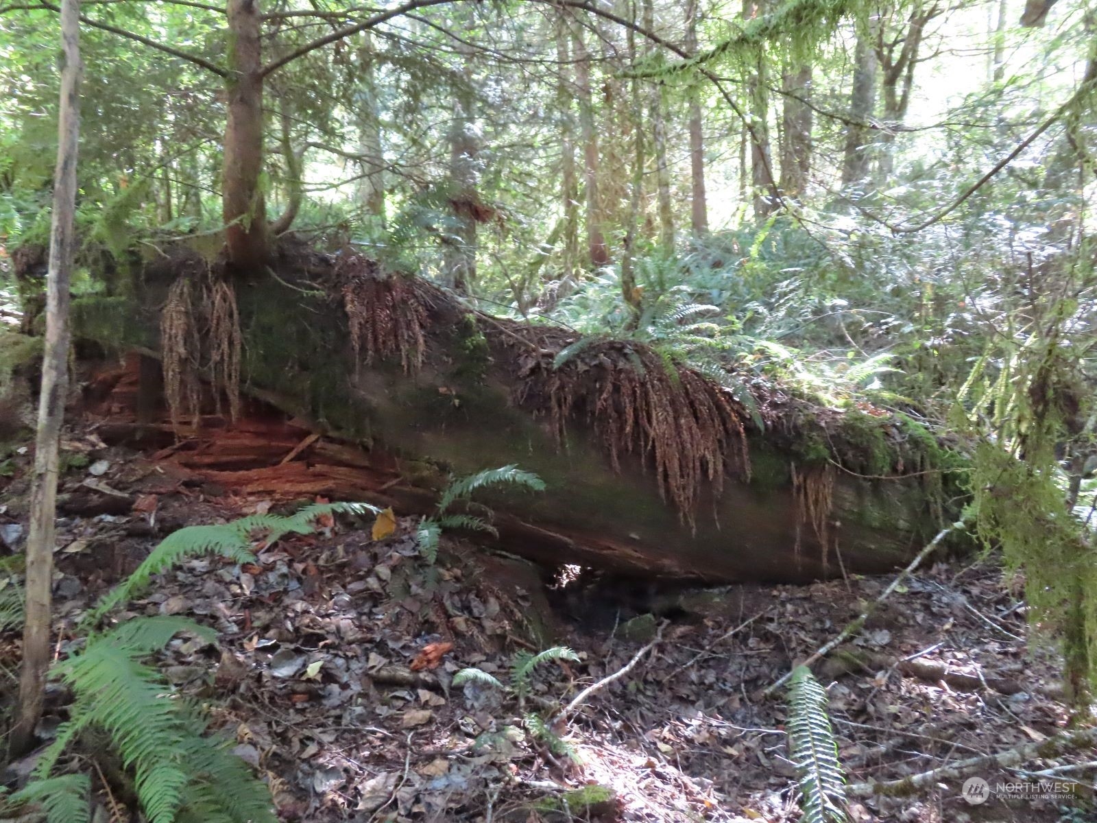 -xxx Bennett Road Randle, WA 98377 - Photo 31 of 34 Gallery Image 31