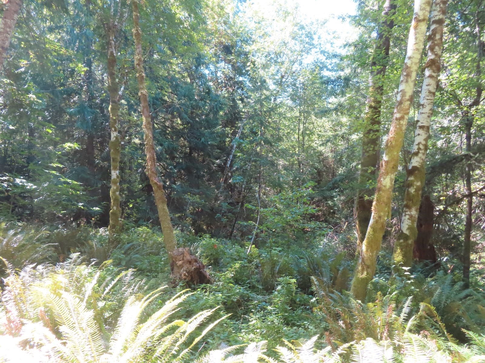-xxx Bennett Road Randle, WA 98377 - Photo 32 of 34 Gallery Image 32