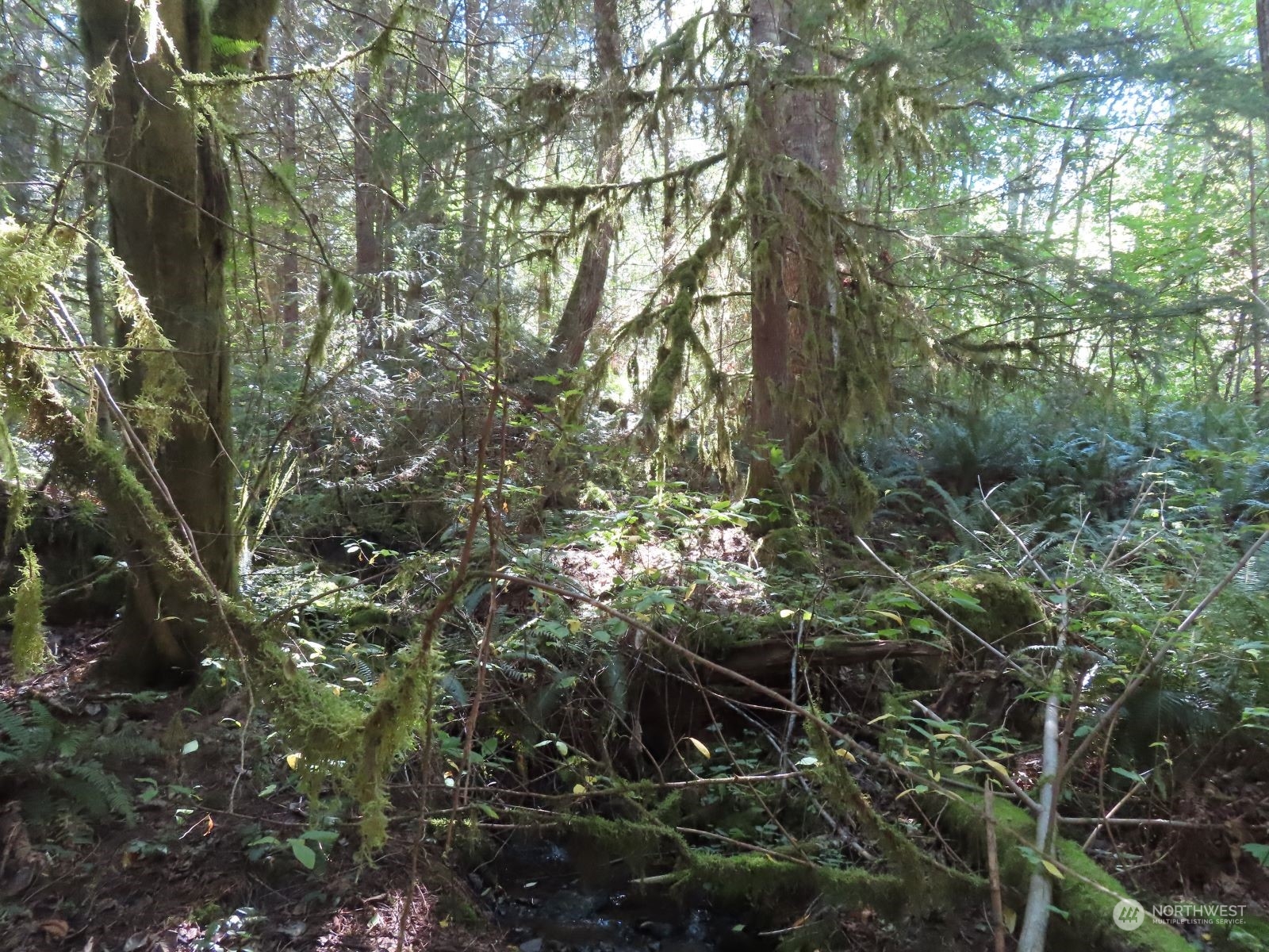 -xxx Bennett Road Randle, WA 98377 - Photo 4 of 34 Gallery Image 4