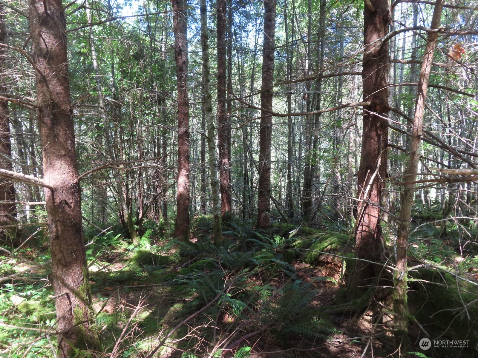 -xxx Bennett Road Randle, WA 98377 - Photo 6 of 34 Gallery Image 6