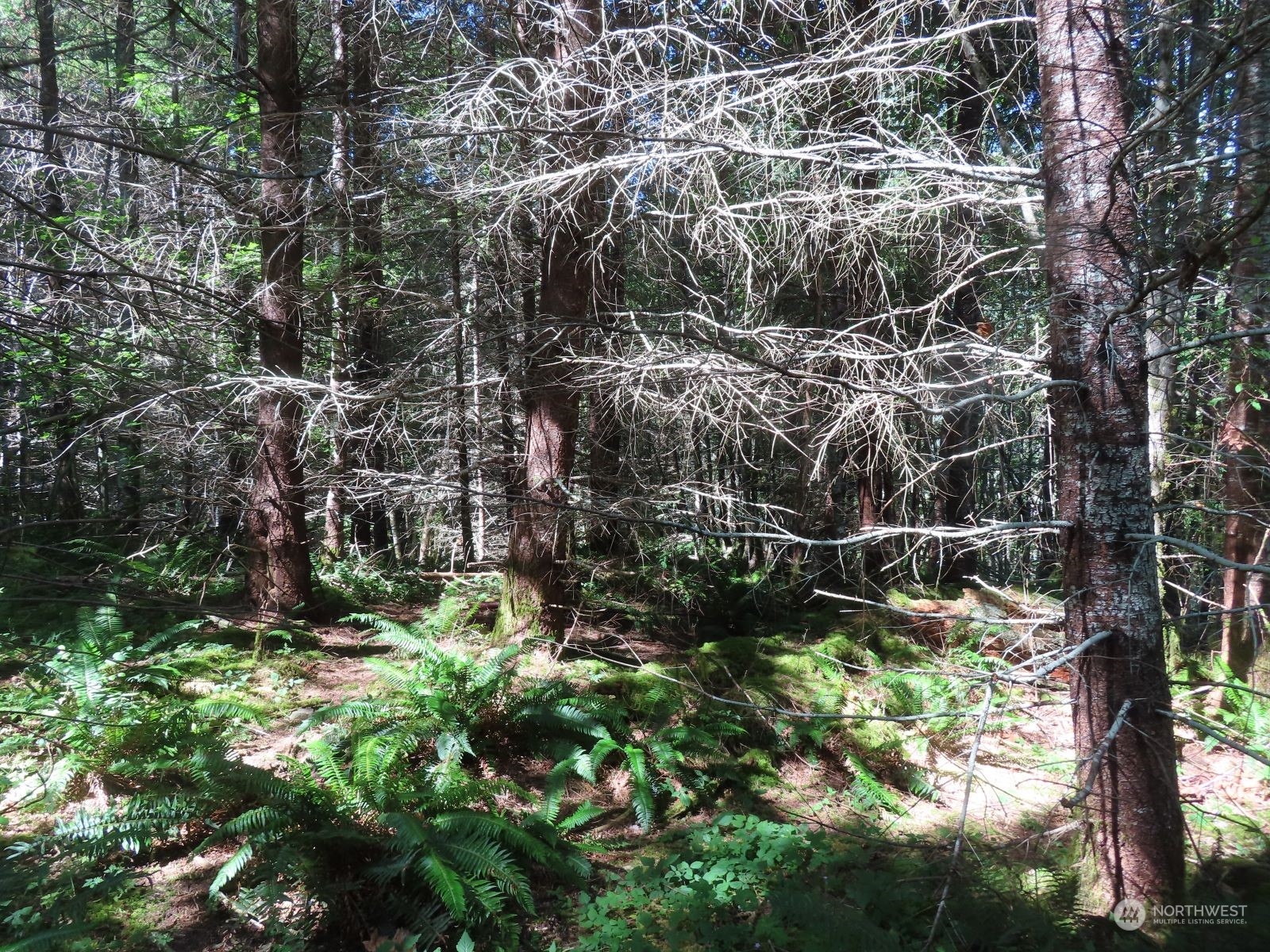 -xxx Bennett Road Randle, WA 98377 - Photo 7 of 34 Gallery Image 7