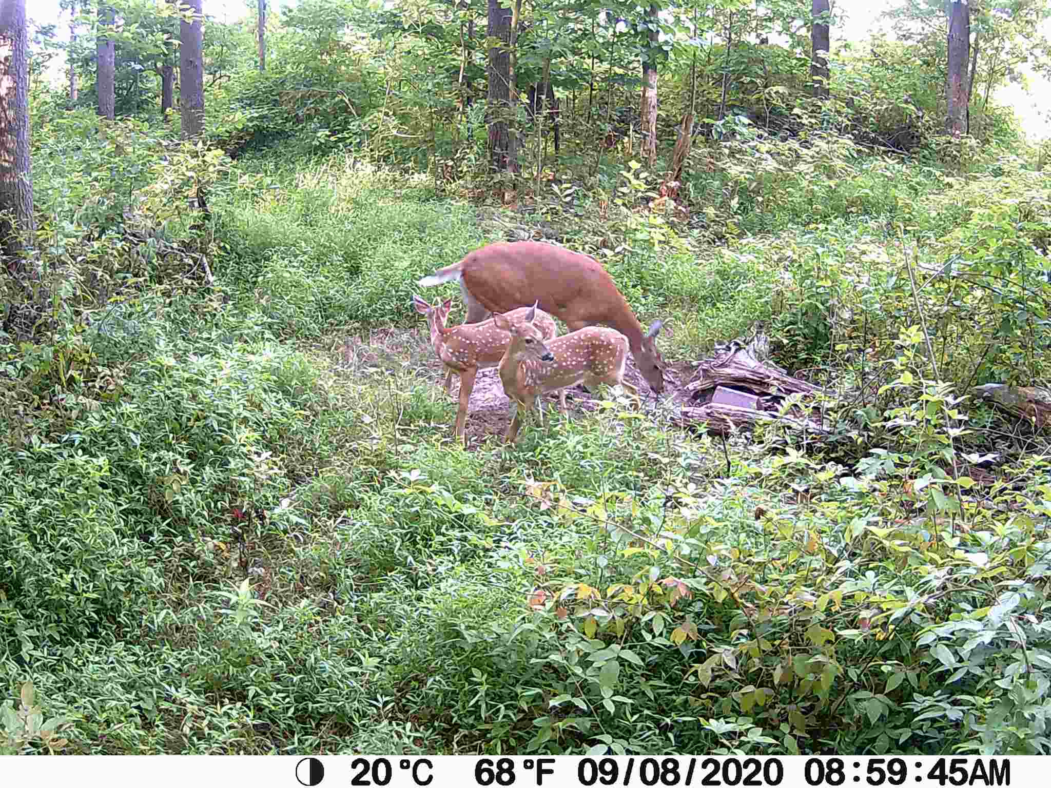 0 Renschler Road Coal City, IN 47427 - Photo 19 of 24