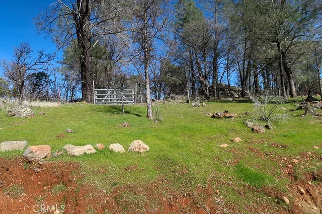 a view of a tree in a yard