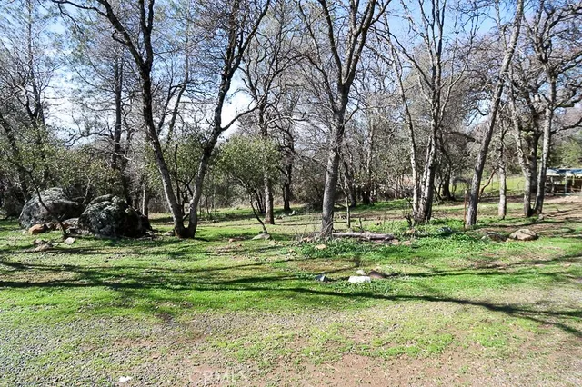 a view of a park with large trees