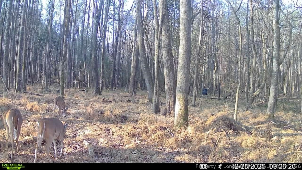 0 J J Dowdy Road Goldston, NC 27252 - Photo 12 of 22 a view of backyard with green space