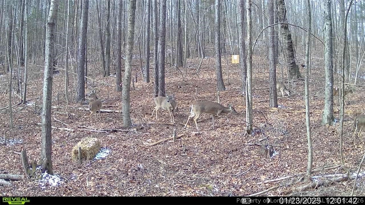 0 J J Dowdy Road Goldston, NC 27252 - Photo 13 of 22 a view of a wooden floor