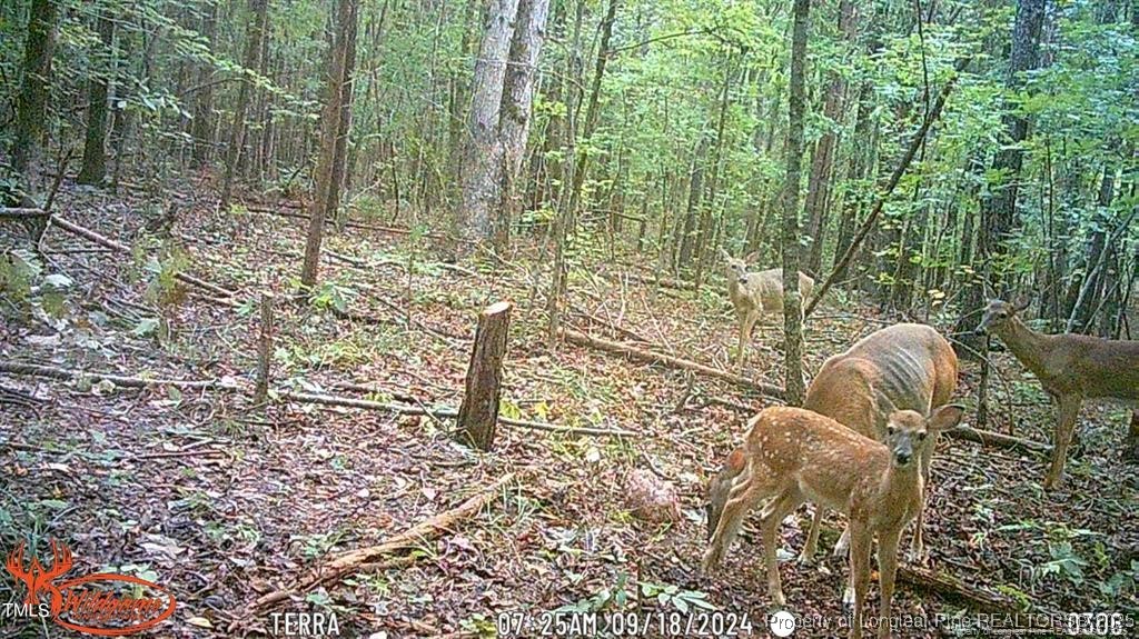 0 J J Dowdy Road Goldston, NC 27252 - Photo 16 of 22 a backyard of a house with table and chairs