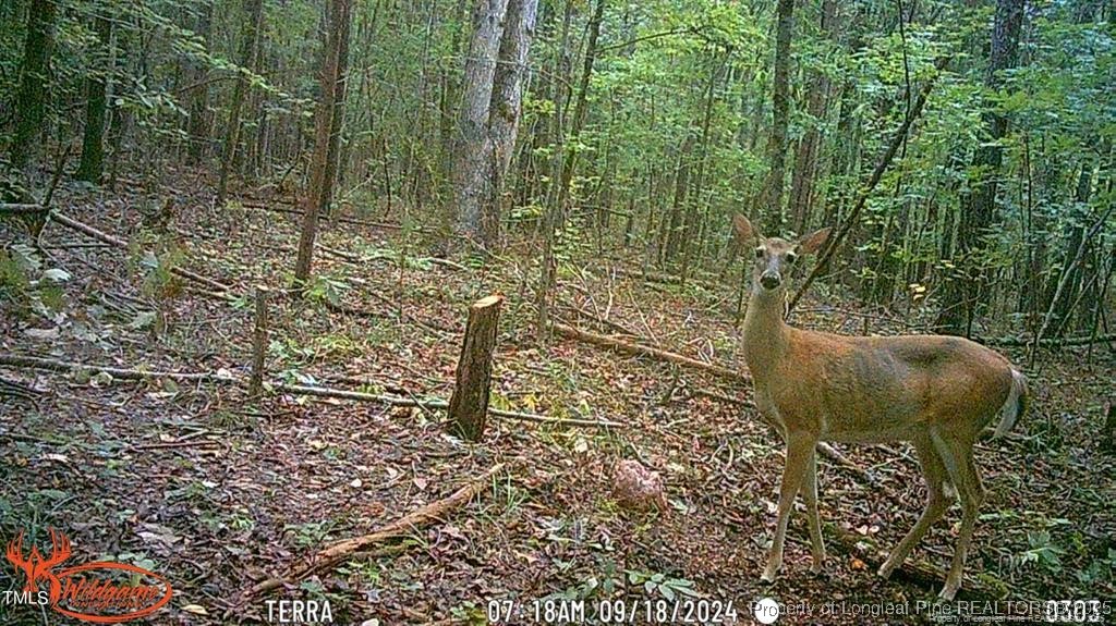 0 J J Dowdy Road Goldston, NC 27252 - Photo 17 of 22 a view of a backyard