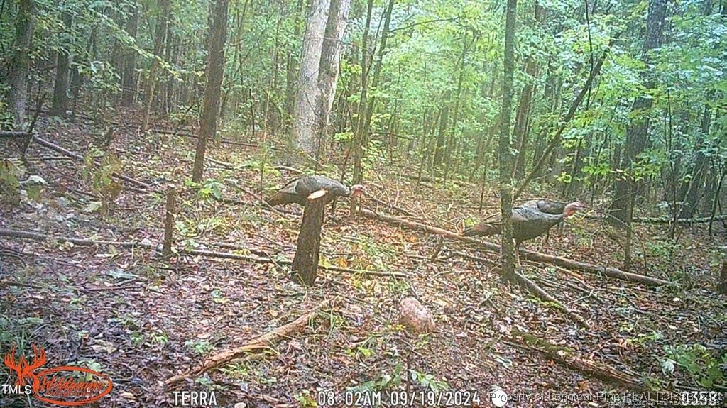 0 J J Dowdy Road Goldston, NC 27252 - Photo 18 of 22