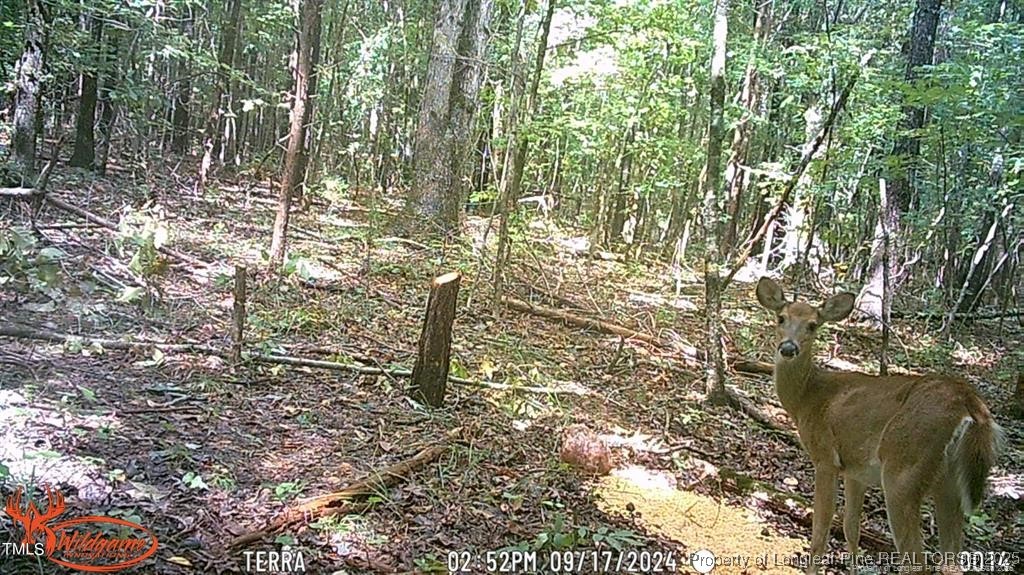 0 J J Dowdy Road Goldston, NC 27252 - Photo 19 of 22 a close up of a tree