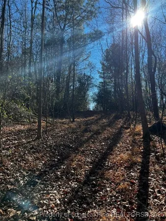a view of a forest with trees