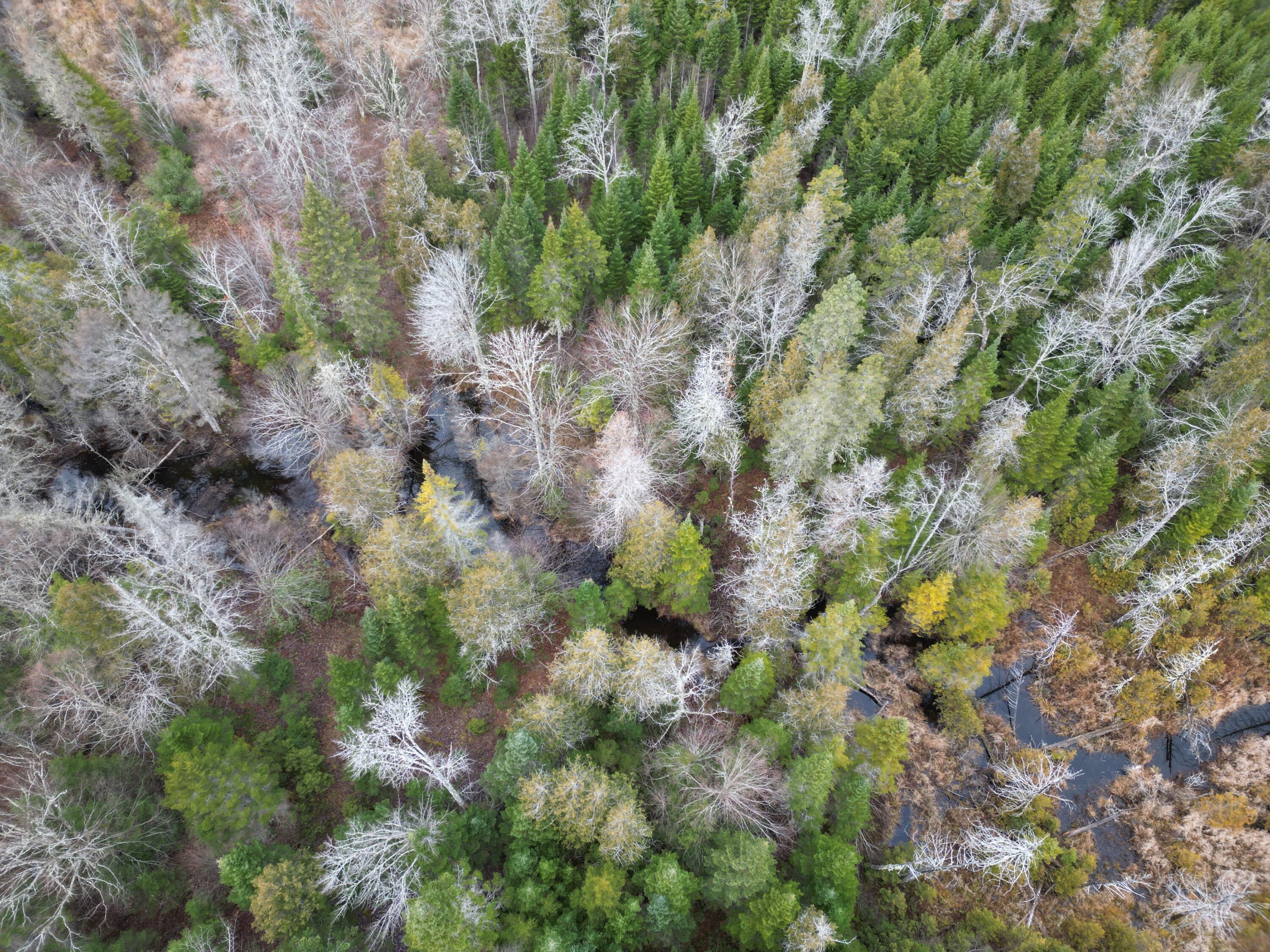 Lot 3 Freedom Way Springfield, ME 04487 - Photo 13 of 18 DJI_0976