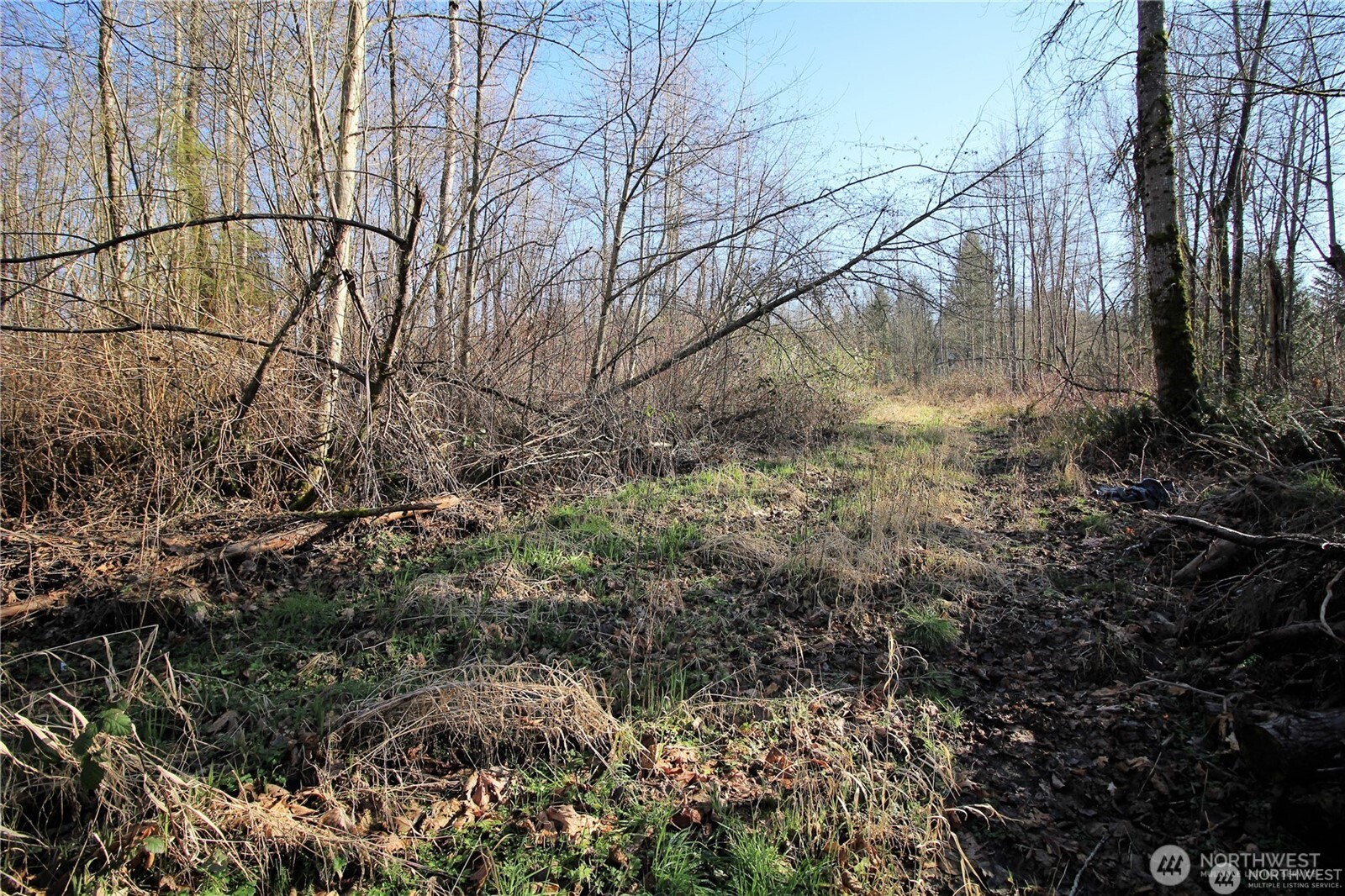 13419 Southeast Petrovitsky Road Renton, WA 98058 - Photo 11 of 21 a view of a yard