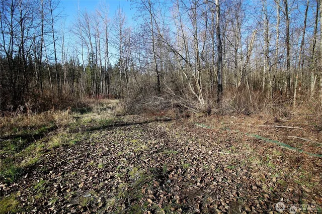 a view of a forest with trees