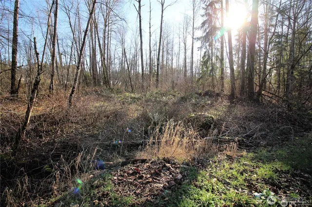 a view of lots of trees