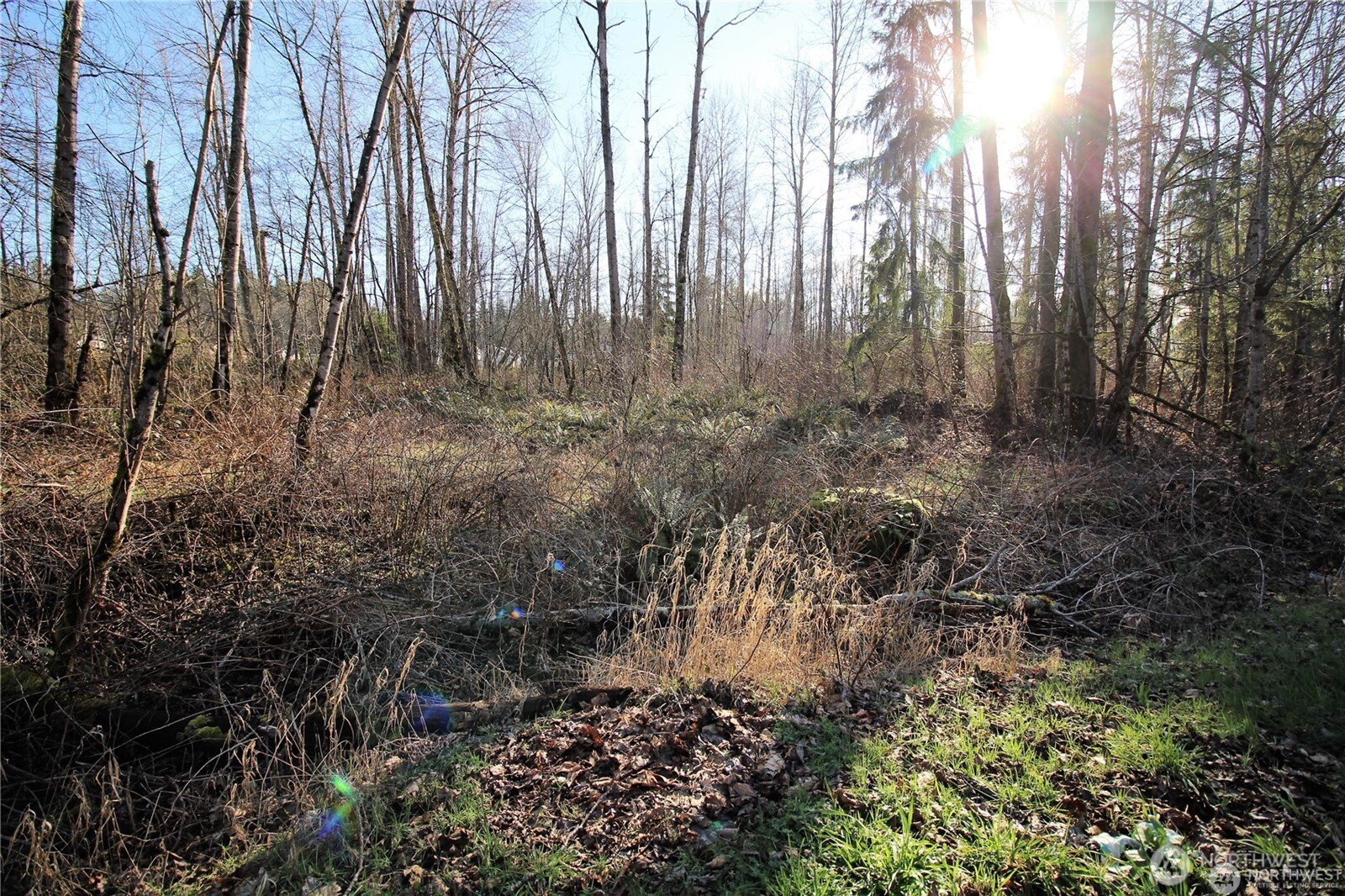 13419 Southeast Petrovitsky Road Renton, WA 98058 - Photo 8 of 21 a view of lots of trees