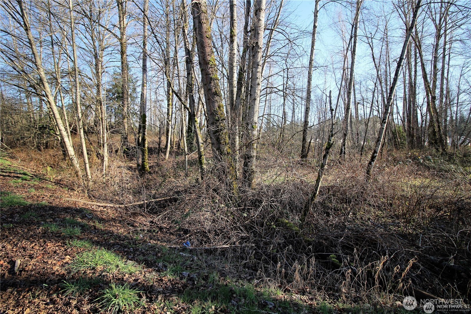 13419 Southeast Petrovitsky Road Renton, WA 98058 - Photo 9 of 21 a view of backyard with green space