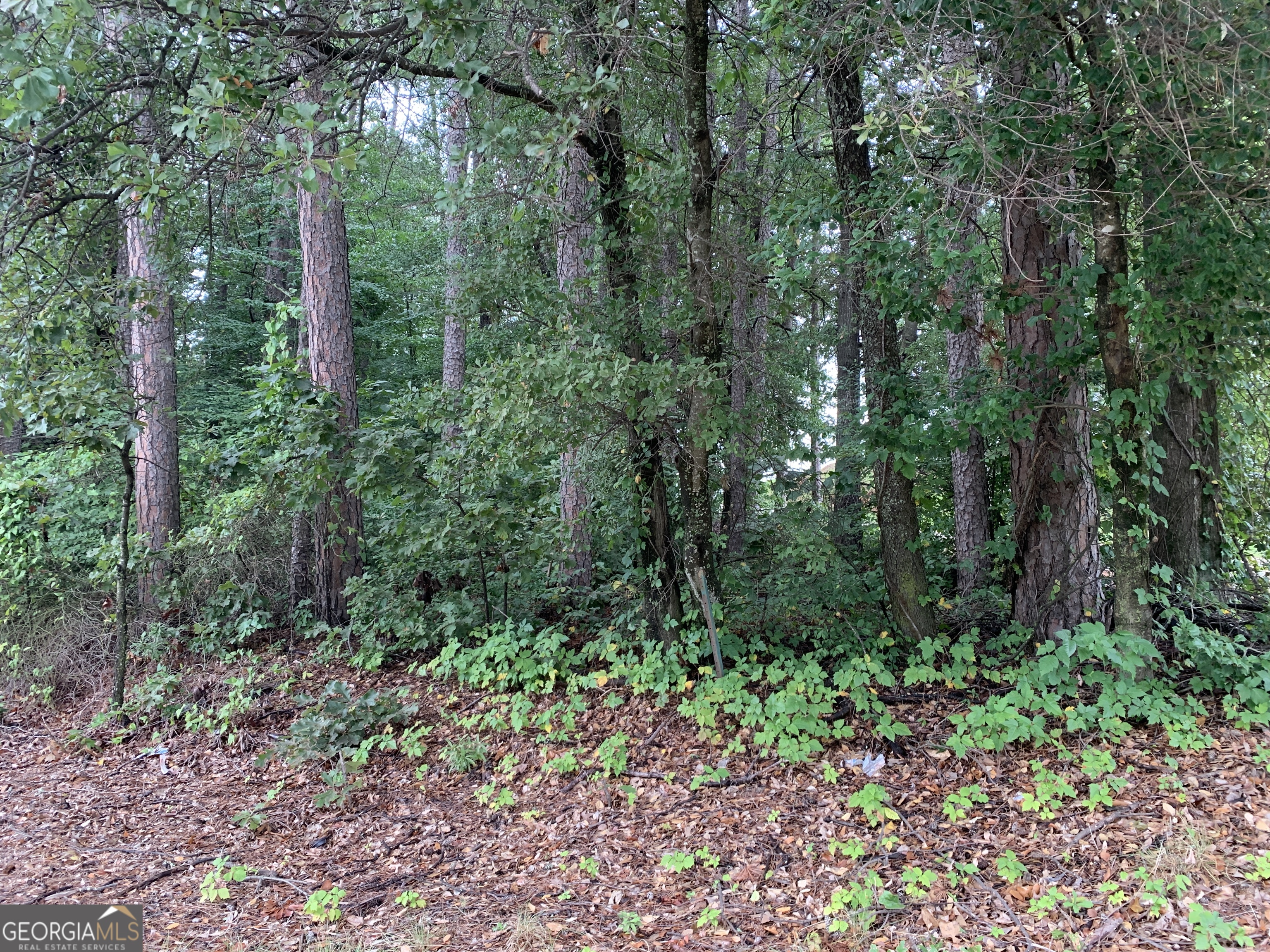 a view of a garden with trees