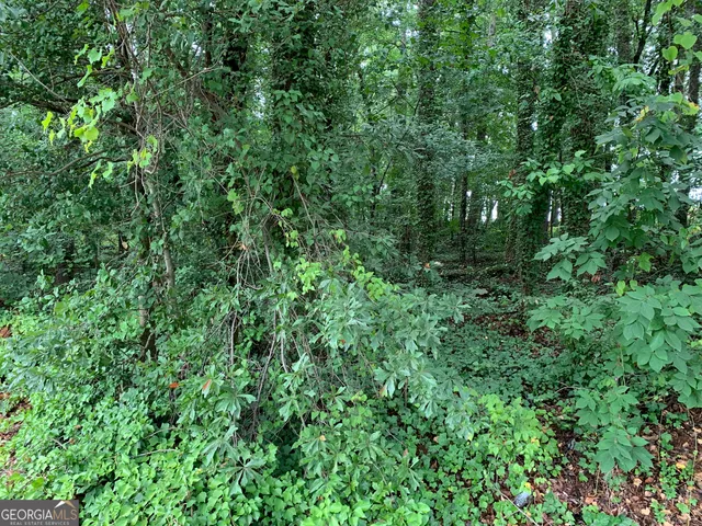 a view of a lush green forest