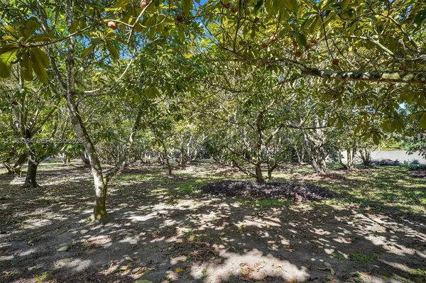 a view of a tree in a yard