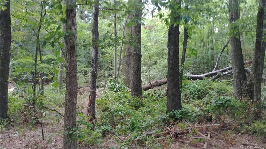 a view of forest