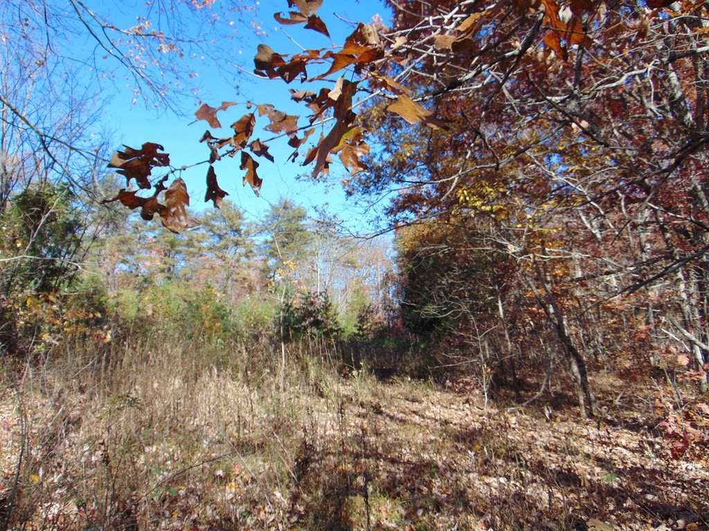 0 Raccoon Ridge Road Spring City, TN 37381 - Photo 17 of 70