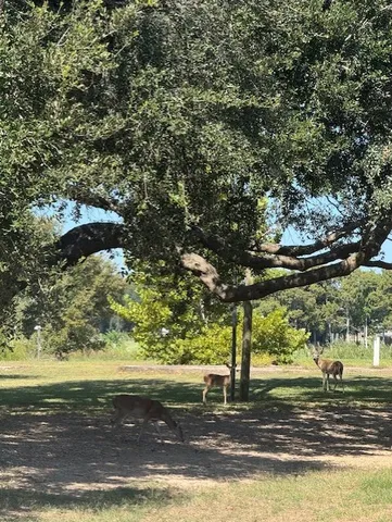 a view of a yard with a tree