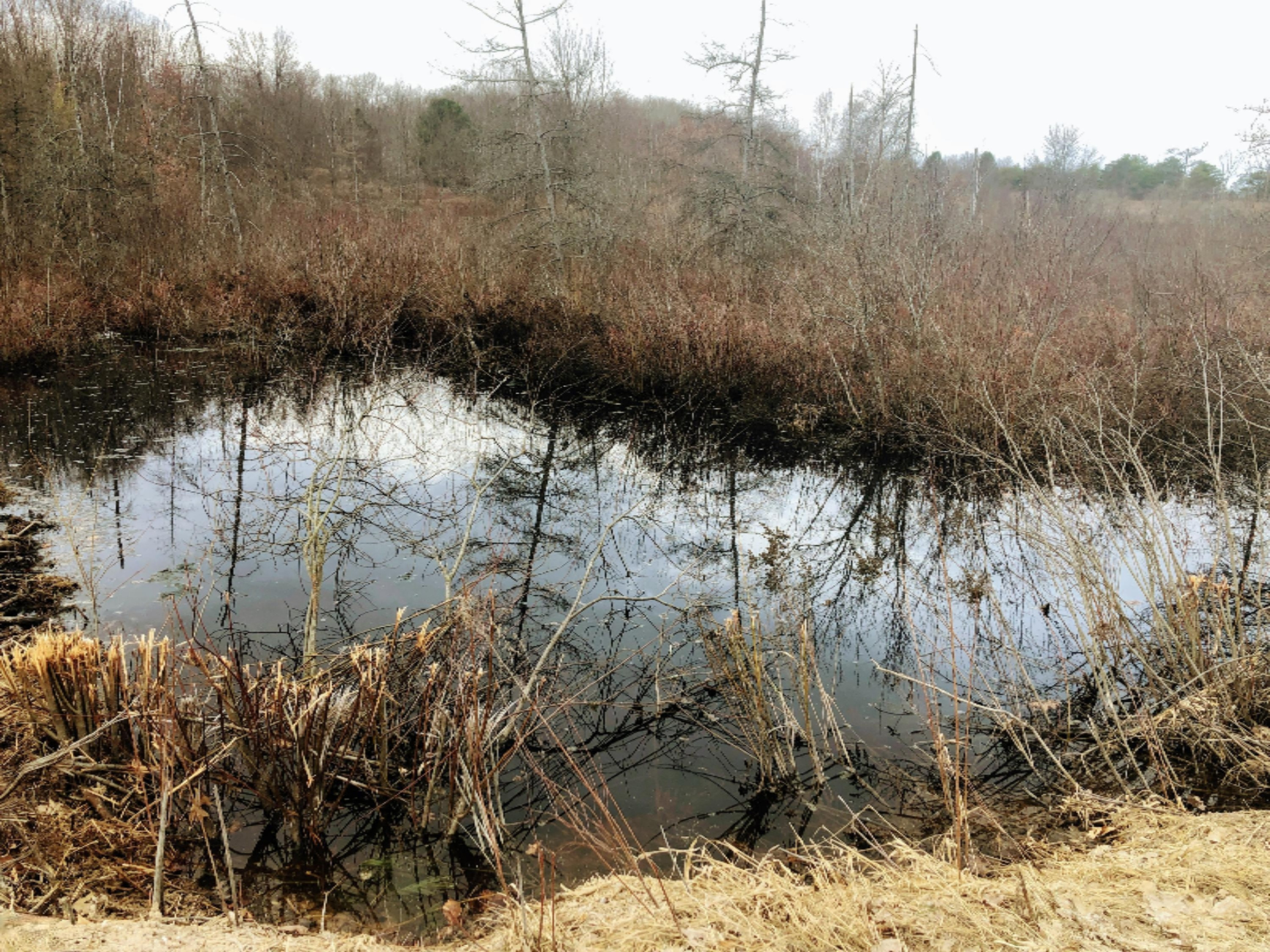 9570 150th Avenue Reed City, MI 49677 - Photo 26 of 30 pond