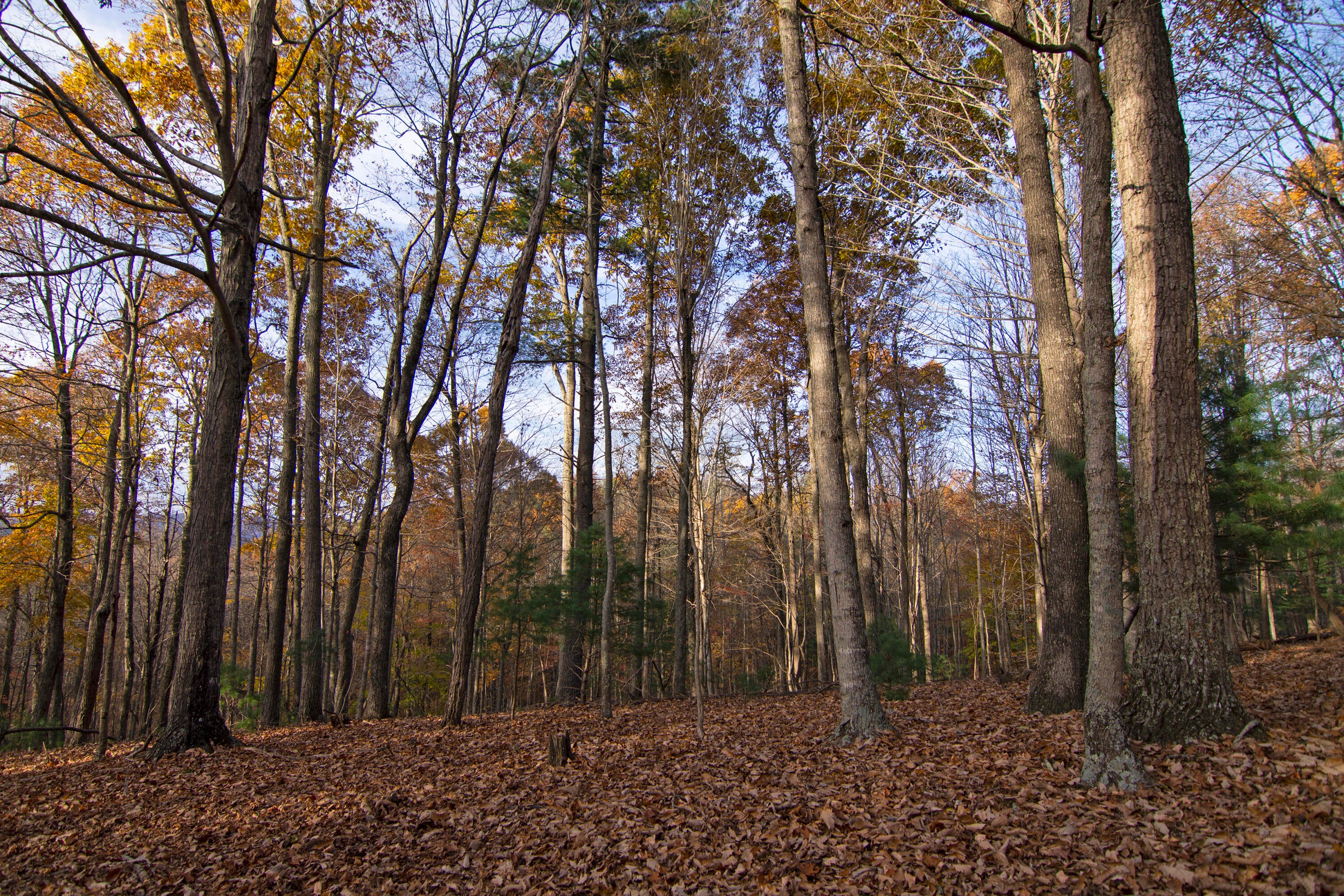 1528 Low Gap Church Road Hinton, WV 25951 - Photo 36 of 52 Gallery Image 36