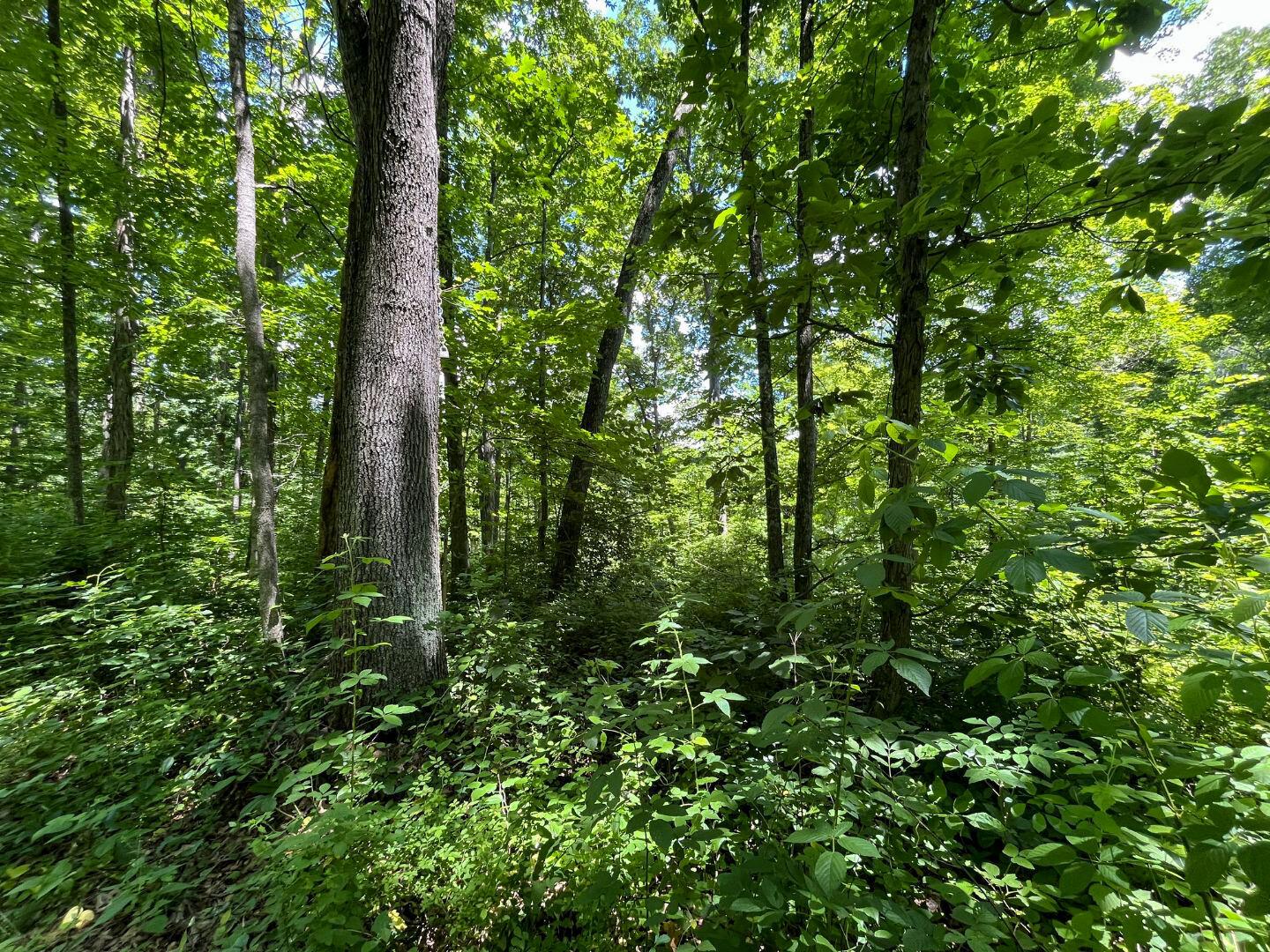 0 Water Works Hill Road Glouster, OH 45732 - Photo 5 of 35 4