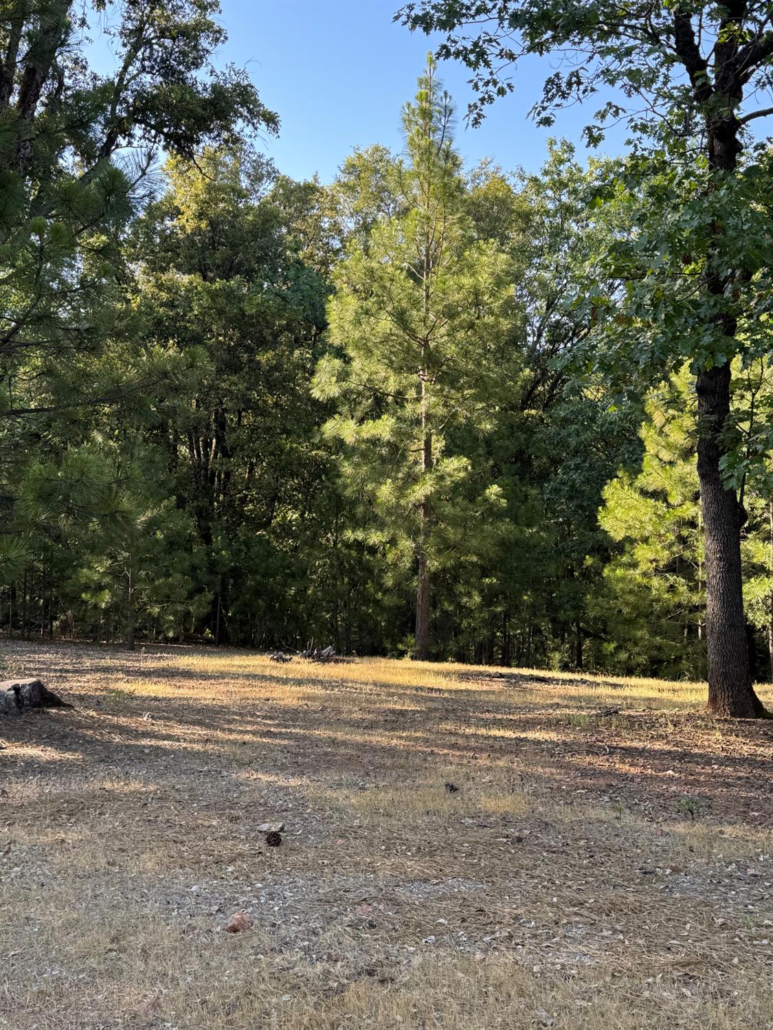 14577 Andrews Road Pine Grove, CA 95665 - Photo 5 of 37 a view of a yard and road